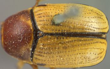 Media type: image;   Entomology 8401 Aspect: habitus dorsal view